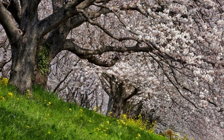 Spring Time - flowers, trees, nature, splendor, spring, grass, spring time