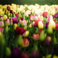 Tulips