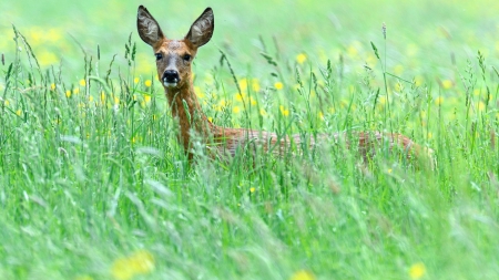 Just beautiful - yellow, day, sunny, flowers, deer