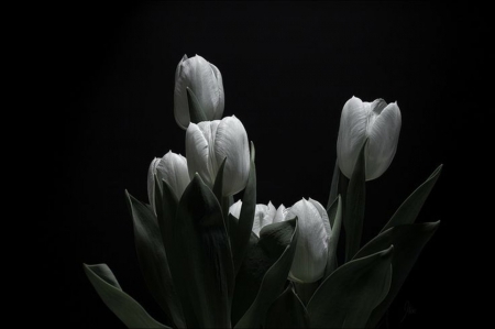 Tulips in BW - tulips, black and white, flowers, dark