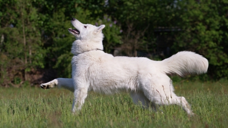 Do you want to play :) - dog, day, beautiful, withe, lovely