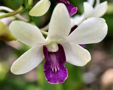 Flower - white, flower, purple, amazing