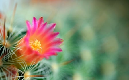 Cactus - cactus, nature, flowers, flower