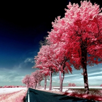 pink trees