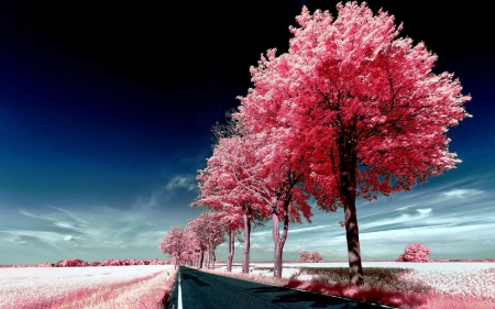 pink trees - nature, fun, trees, cool, field