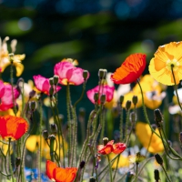 Poppies