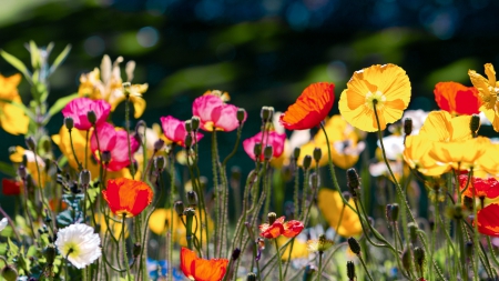 Poppies - bright, nature, color, meadow, flowers, poppies, flower, poppy