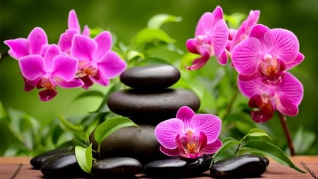 ORCHID SPA - orchids, heat, day, orchid, soa, wallpaper, black, exotic, pink, spa, stones