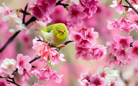 Spring - bird, nature, cherry blossoms, flower, tree, limbs