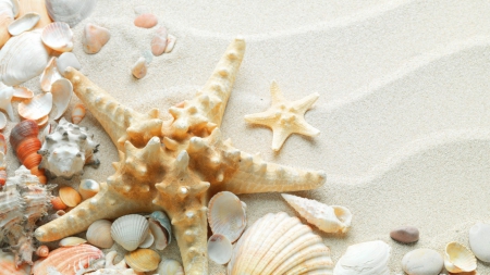 SAND STARS - sands, starfish, white, seashells