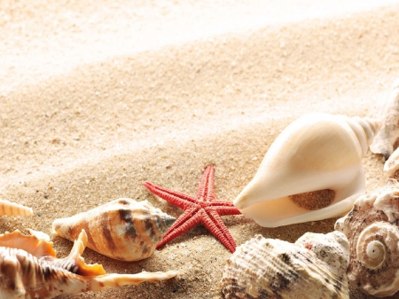 SEASHELLS AND STARS - seashells, star, background, wallpaper, sand