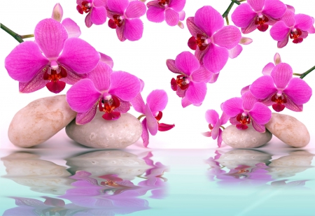 PINK REFLECTIONS - reflection, pink, day, orchid, water, spa