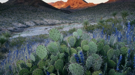 cactus flowers in big bend national park texas - flowers, hills, desert, cacti