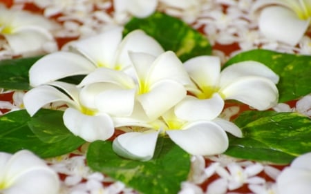 Plumeria - flowers, white, petals, plumeria