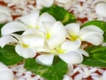 Plumeria