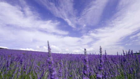 beautiful lavender fields - fields, closeup, flowers, clouds