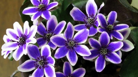 Purple beauty - flowers, purple, petals, bloom