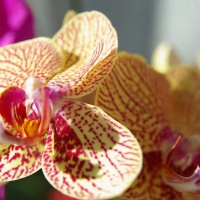 Beautiful orchid