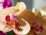 Beautiful orchid