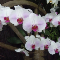 Beautiful orchids