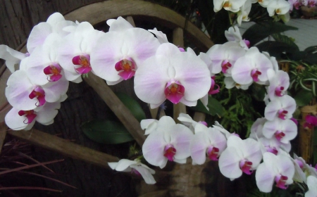 Beautiful orchids - bloom, flowers, orchids, nature