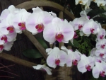 Beautiful orchids