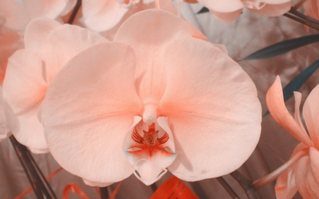 Beautiful orchids - flowers, orchids, petals, bloom