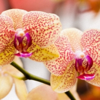 Beautiful orchids