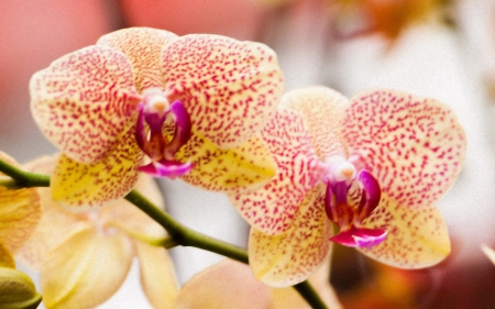 Beautiful orchids - bloom, flowers, orchids, petals