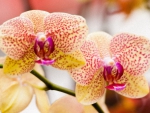 Beautiful orchids