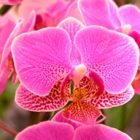 Beautiful orchids