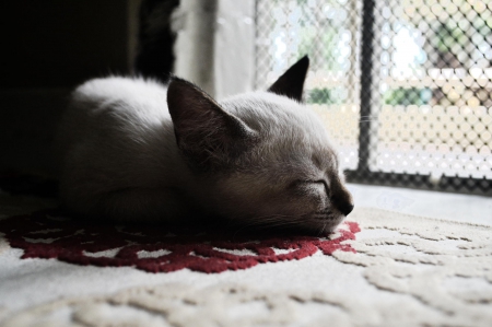 Cat - sleeping, cat face, hat, cat, kitty, animals, lovely, kitten, paws, face, pretty, cats, beautiful, cute