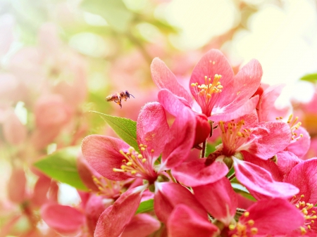 Springtime - branches, blooming, fragrance, springtime, lovely, spring, bee, pretty, blossoms, beautiful, leaves, sunny, scent, tree, apple