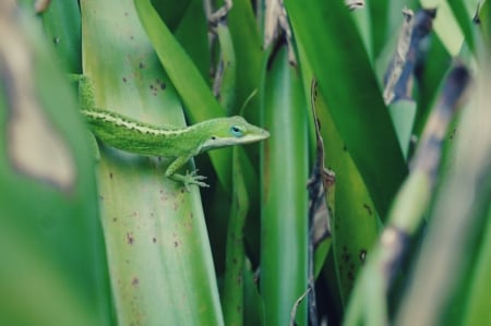 Blue eye makeup on cute - animals, lizards, cute, macro, nature, outdoors