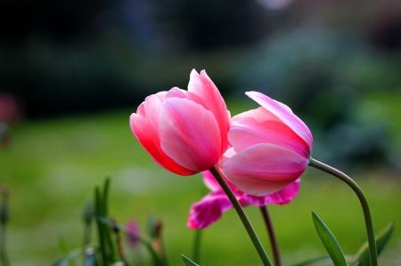 Tulips - flower, pink, cute, beautiful, flowers, photo, spring, lovely, nature, green