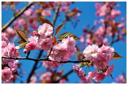 Spring - flower, pink, cute, beautiful, flowers, photo, spring, lovely, nature, green