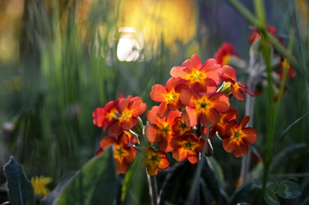 Spring - lovely, spring, nature, pink, beautiful, green, flowers, photo, cute, flower