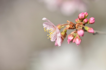 Spring - flower, pink, cute, beautiful, flowers, photo, spring, lovely, nature, green