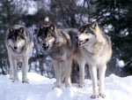 wolf pack