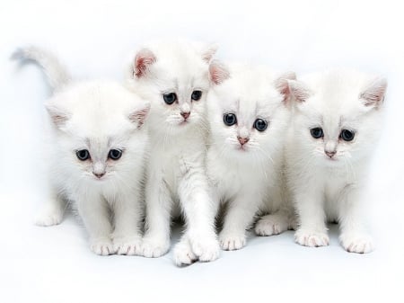 four kittens - next, white, eachother, to