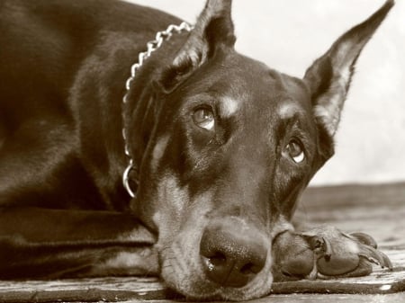 Dobermann - up, looks, old, pincher