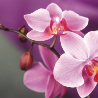 Pink orchids