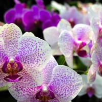 Beautiful orchids