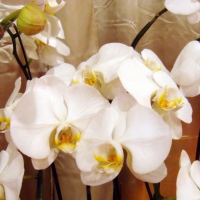 White orchids