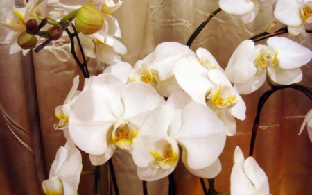 White orchids - flowers, orchids, petals, nature