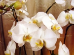 White orchids