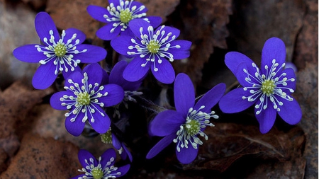 Beautiful flowers - flowers, petals, nature, bloom