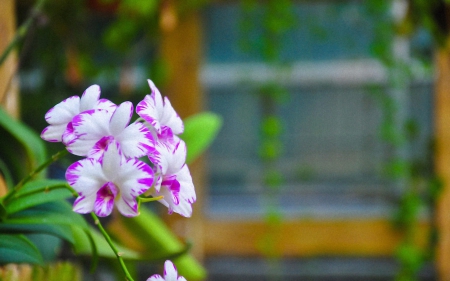 Beautiful flowers - flowers, petals, nature, bloom