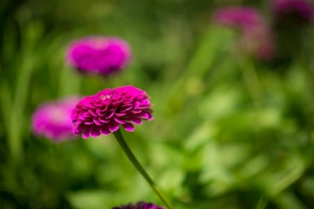 Simply Beautiful - flowers, bokeh, nature, green, splendor, spring, petals