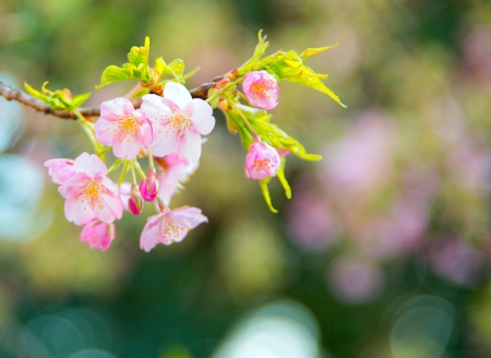 Spring - lovely, spring, nature, pink, beautiful, green, flowers, photo, cute, flower